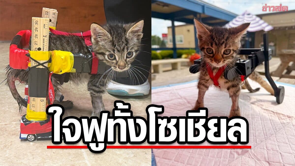 ใจฟู! ลูกแมวพิการได้อุปกรณ์ช่วยเดินพิมพ์ 3 มิติ หลังเคยใช้รถของเล่นทำวีลแชร์