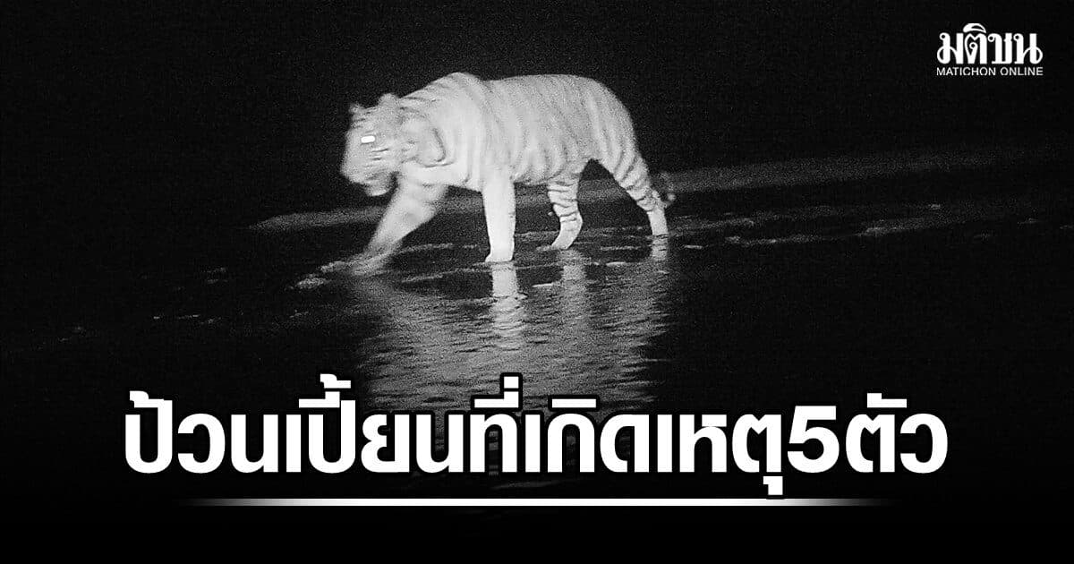 ตั้งหมอล็อต หัวหน้าทีมจับเสือ ร่วมผู้เชี่ยวชาญ คาด 5 ตัวป้วนเปี้ยน เทียบดีเอ็นเอตัวก่อเหตุ
