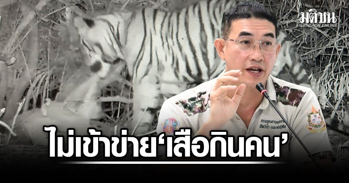กรมอุทยานฯ แจงไม่เข้าข่าย​ ‘เสือกินคน’ เปิดสาเหตุทำร้าย จนท.เสียชีวิต เป็น ลูกเสือวัยซน